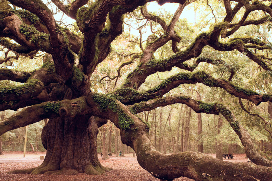Ancient Angel Oak near Charleston, South Carolina