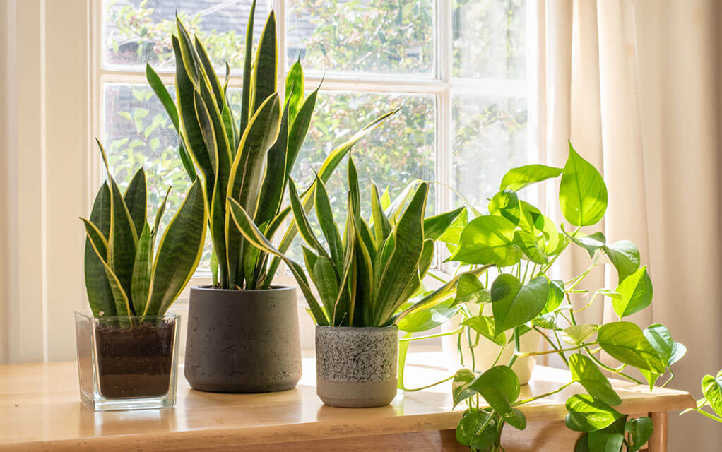 Three small houseplants sit on a table in pots in the sun that is streaming through the home's window