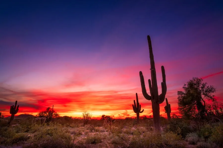 Saguaro cactus at sunset near Phoenix, Arizona