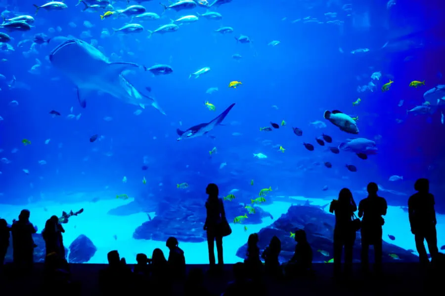 Georgia Aquarium, Atlanta, Georgia