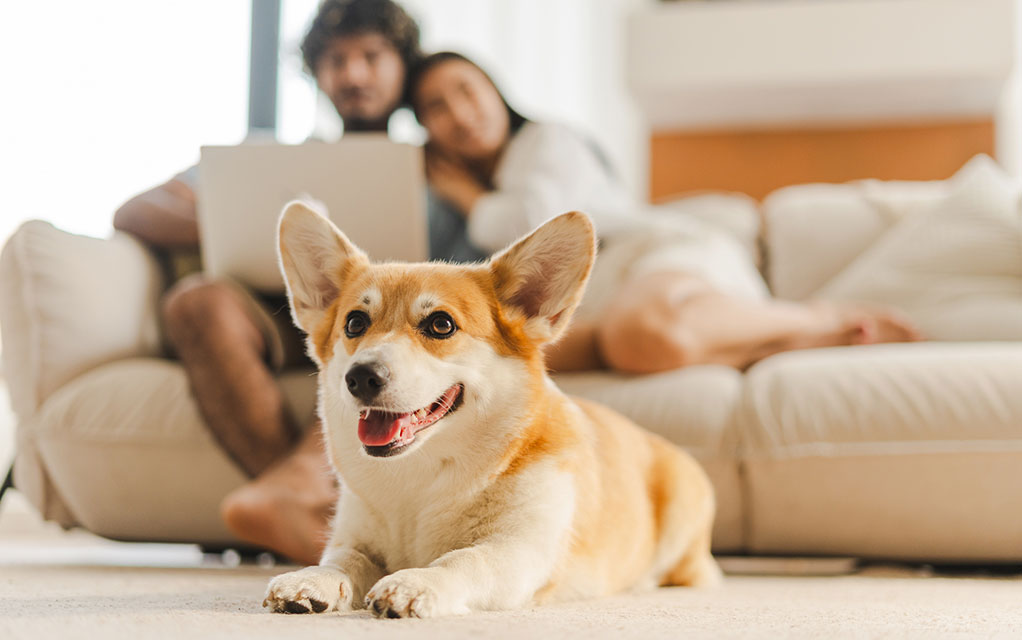 A happy Corgi lays down on the floor of it's living room while it's owners sit on a couch in the background with a laptop open in the man's lap