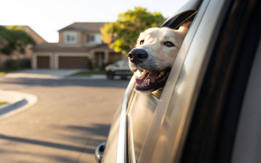 A happy Labrador Retriever has its head out the window of a car as it drives down a neighborhood street at dusk on a bright and sunny day