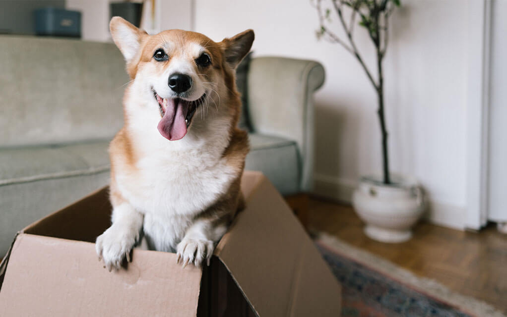 A happy Corgi stands on its hind legs in a box, smiling in its home's living room