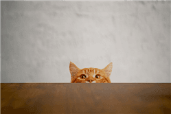 Help Your Feline Adjust to a New Home With These Tips
