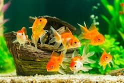 5 Tips to Help You Safely Move Your Aquatic Pets