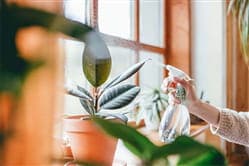 6 Ways to Bring Nature Indoors