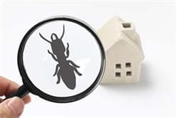 Common Winter Pests and What to do About them