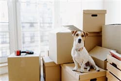 Moving with Pets