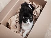 Essential Tips for Moving Cats to a New Home Successfully